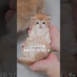ルルの子猫、生後20日になりました🌿