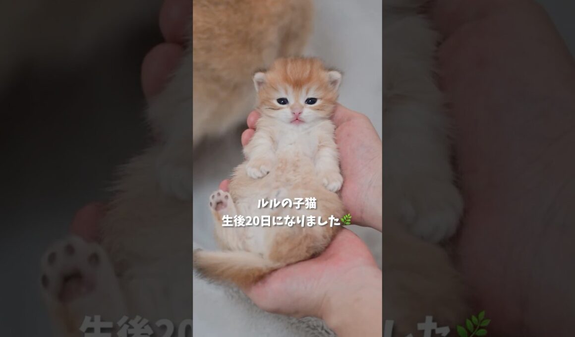 ルルの子猫、生後20日になりました🌿