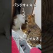 それぞれ個性が違う猫たち｜トイガー&ラグドール　#トイガー #ラグドール #catshorts　#猫のいる暮らし #catfunny #大型猫