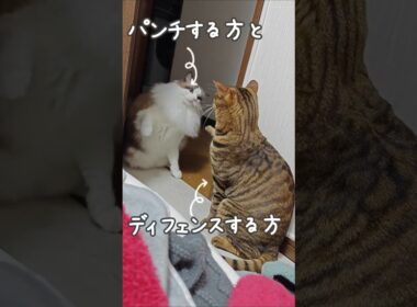 それぞれ個性が違う猫たち｜トイガー&ラグドール　#トイガー #ラグドール #catshorts　#猫のいる暮らし #catfunny #大型猫