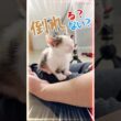 フラフラ子猫、カクン…ほぼ寝ているのに倒れない絶妙なバランス【保護猫生活】