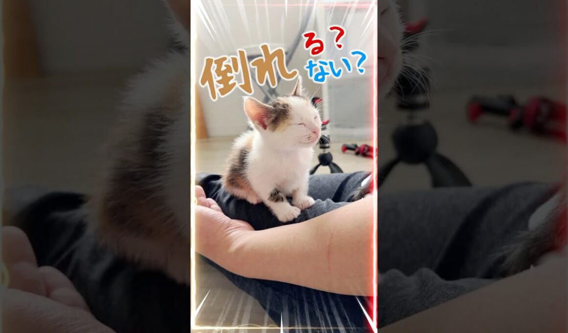 フラフラ子猫、カクン…ほぼ寝ているのに倒れない絶妙なバランス【保護猫生活】