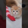 ルルの子猫、生後20日になりました🌿