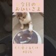 我が家のおひいさまイヴ#076。成長のひとコマ…ただ愛でるだけ #shorts