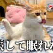 子猫たちが緊張と興奮で眠れなくなってしまいました。