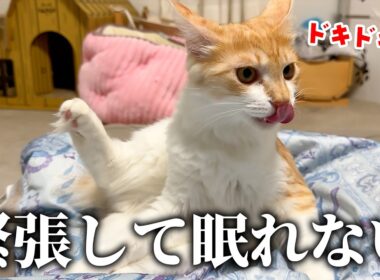 子猫たちが緊張と興奮で眠れなくなってしまいました。