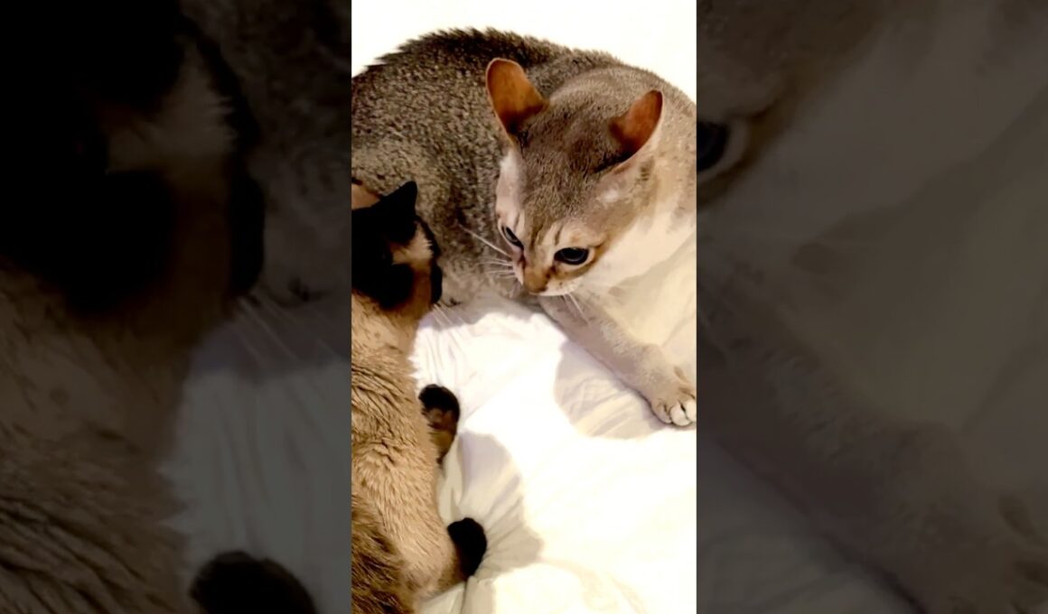 オラオラ風ににらみ合いをしているシンガプーラとたぬき猫なのにゃ♪ #cat #シンガプーラ #トンキニーズ#たぬき猫#singapura#tonkinese