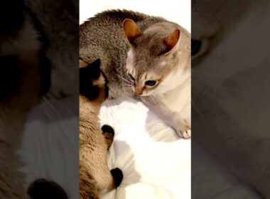 オラオラ風ににらみ合いをしているシンガプーラとたぬき猫なのにゃ♪ #cat #シンガプーラ #トンキニーズ#たぬき猫#singapura#tonkinese