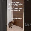 【甘えん坊ベンガル】今はとにかく飼い主♀に撫でられたいベンガルのあめ　飼い主♂には興味なし #cat #猫動画 #猫のいる暮らし