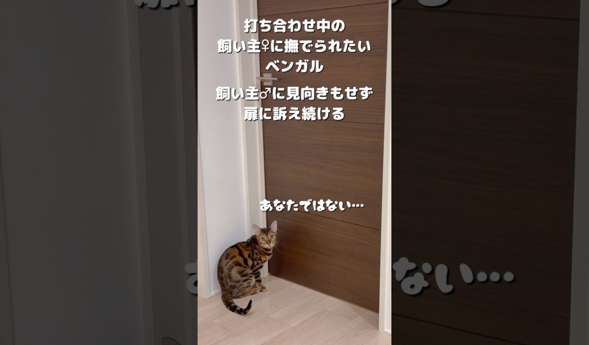【甘えん坊ベンガル】今はとにかく飼い主♀に撫でられたいベンガルのあめ　飼い主♂には興味なし #cat #猫動画 #猫のいる暮らし