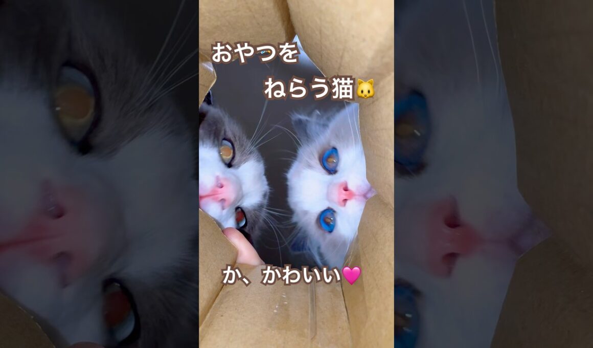 筒の中のおやつを狙う猫が可愛すぎました🐱💓#ラグドール #猫好きさんと繋がりたい #ねこ動画 #猫のいる暮らし