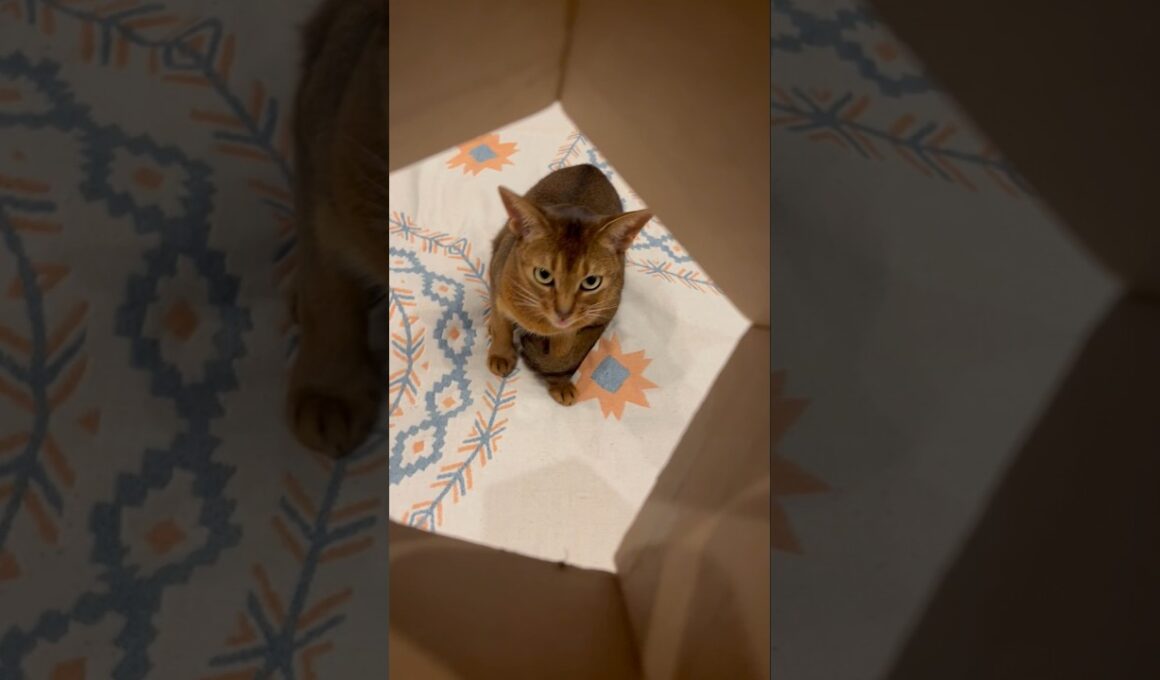 POV you're the last chip #funnypets #abyssiniancat