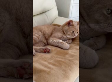 保護猫たまお2歳#スコティッシュフォールド#里親 #cat #マイルド系男子