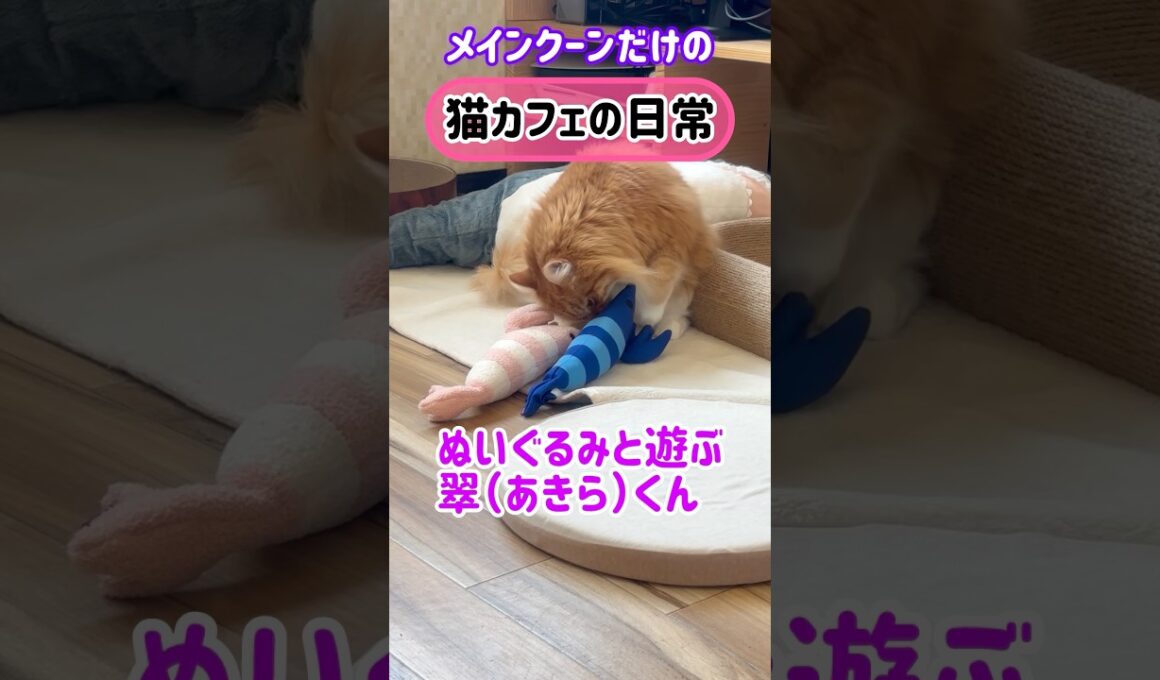 メインクーンだけの【猫カフェの日常】#エビ#cat #cooncat #mainecat