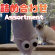 バーマン猫ラフとウリ【詰め合わせ】Assortment（バーマン猫）Birman/Cat