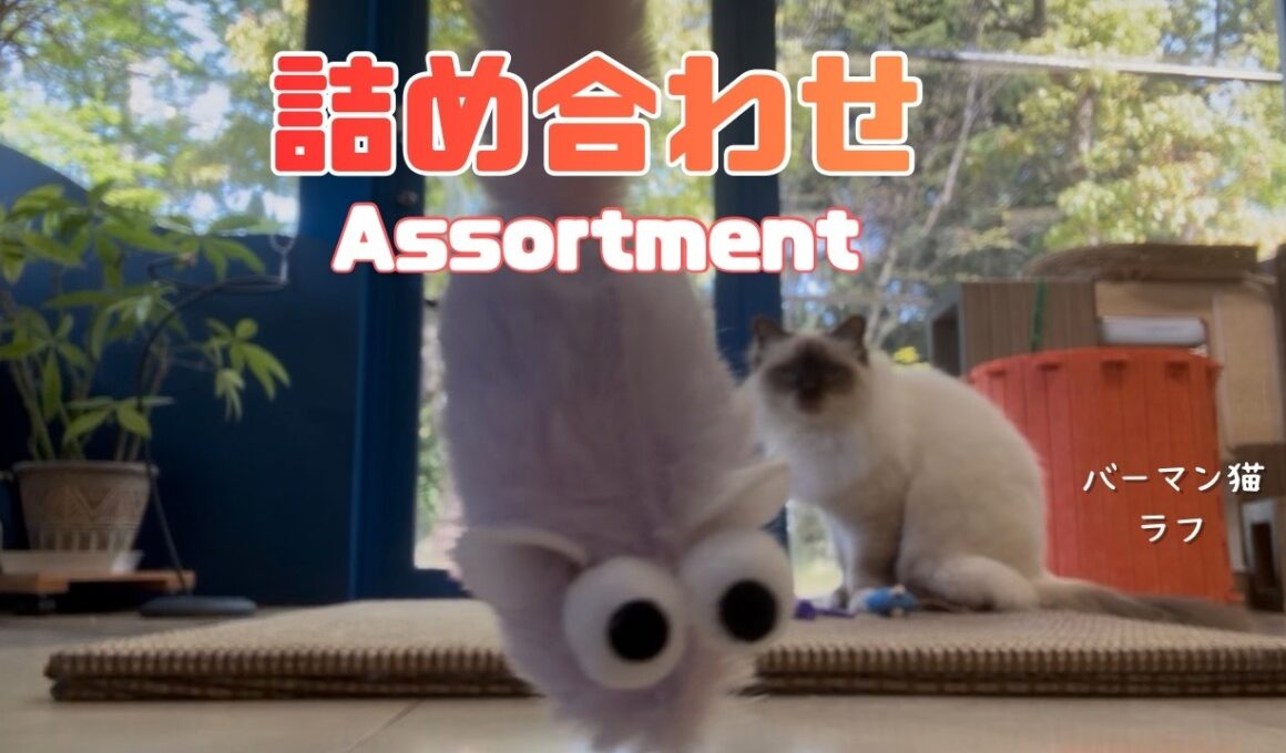 バーマン猫ラフとウリ【詰め合わせ】Assortment（バーマン猫）Birman/Cat