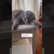 だり〜 #ねこ動画 #アメリカンカール #catlovers