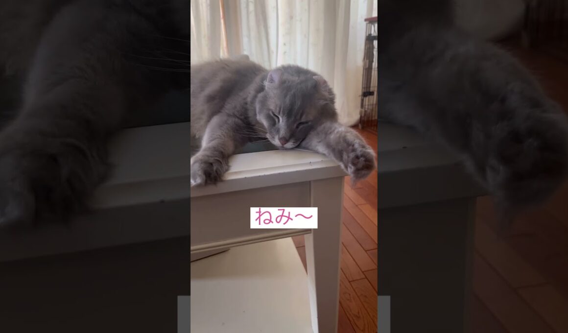 だり〜 #ねこ動画 #アメリカンカール #catlovers