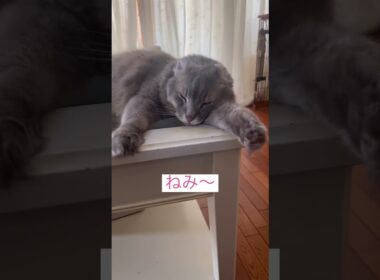 だり〜 #ねこ動画 #アメリカンカール #catlovers