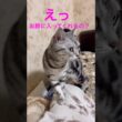 膝に入ると思ったら•••飼い主の期待を裏切る猫 #アメリカンショートヘア #アメショ