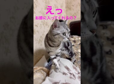膝に入ると思ったら•••飼い主の期待を裏切る猫 #アメリカンショートヘア #アメショ