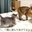 Somali Kitten  〜生後34日〜 ソマリの仔猫
