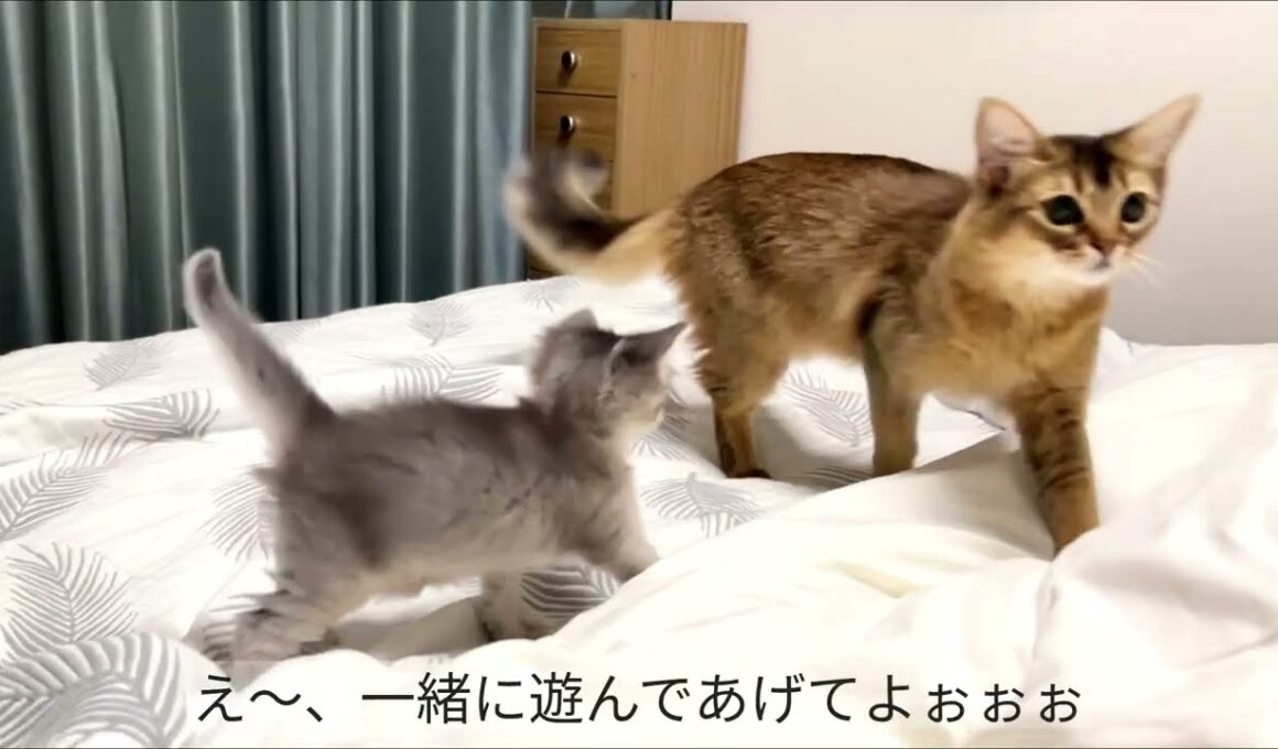 Somali Kitten  〜生後34日〜 ソマリの仔猫