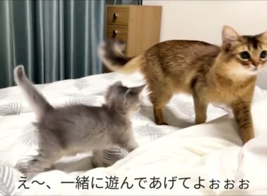 Somali Kitten  〜生後34日〜 ソマリの仔猫