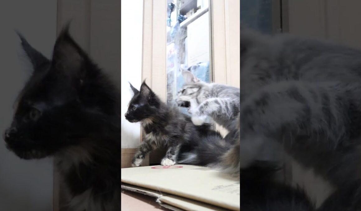 キュートなメインクーン子猫の萌奈ちゃん