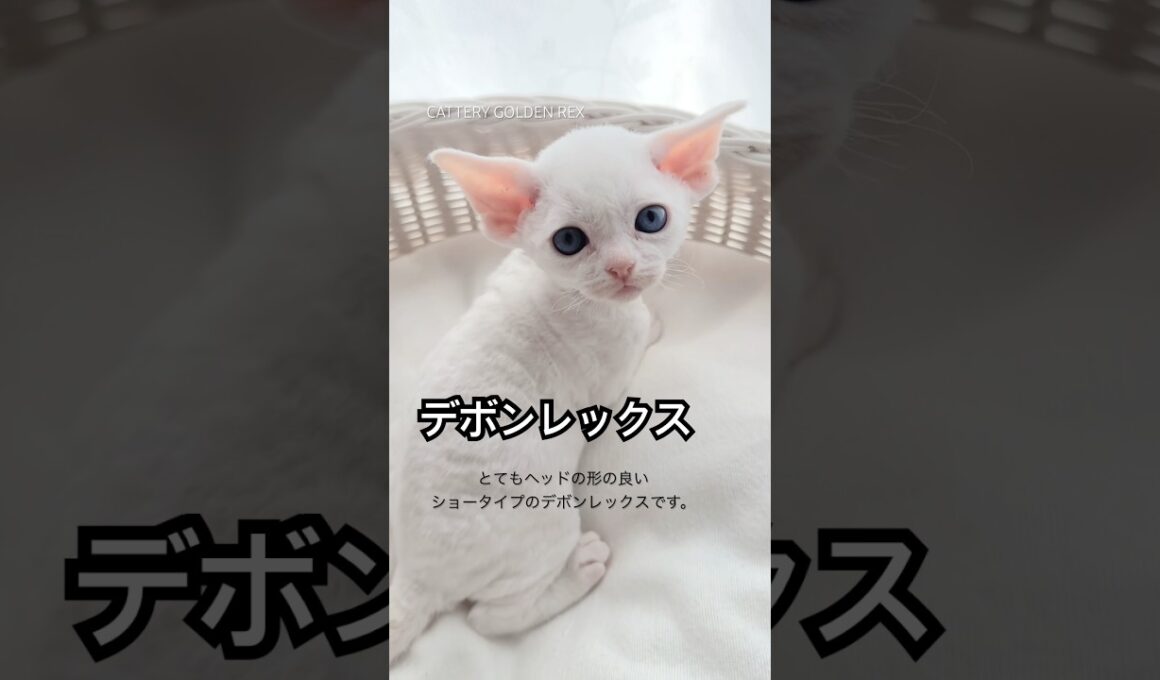【デボンレックス】 #デボンレックス #emeraldspirit #goldenrex #cat #子猫 #devonrex #kitten #ブリーダー #cfa #猫 #オッドアイ #愛知