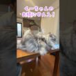 朝少年を送り出してくれる大型猫がおにぎりに見える。#shorts