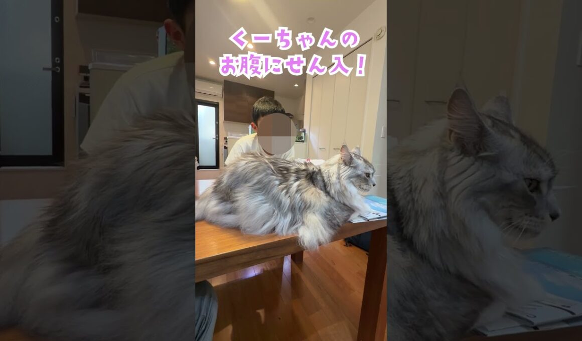 朝少年を送り出してくれる大型猫がおにぎりに見える。#shorts