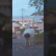 綺麗な南熱海の夕暮れ！いつものゆきちゃんとのお散歩道！#伊豆 #熱海 #野良猫 #保護猫 ♯猫のいる暮らし #相模灘 #cute #ジャパニーズ・ボブテイル