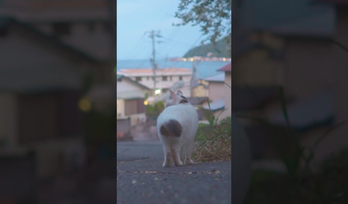綺麗な南熱海の夕暮れ！いつものゆきちゃんとのお散歩道！#伊豆 #熱海 #野良猫 #保護猫 ♯猫のいる暮らし #相模灘 #cute #ジャパニーズ・ボブテイル