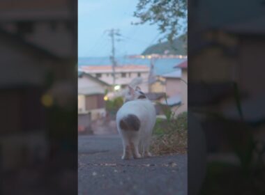 綺麗な南熱海の夕暮れ！いつものゆきちゃんとのお散歩道！#伊豆 #熱海 #野良猫 #保護猫 ♯猫のいる暮らし #相模灘 #cute #ジャパニーズ・ボブテイル