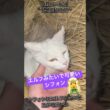 "episode16"「過干渉は禁物」 #子ネコ #子猫 #ファーム生活 #保護猫 #猫のいる生活 #好きな子猫 #猫のいる暮らし #shorts