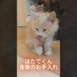 綺麗好きなほたてくん #ラガマフィン  #猫  #ねこのいる日常  #猫好きさんと繋がりたい