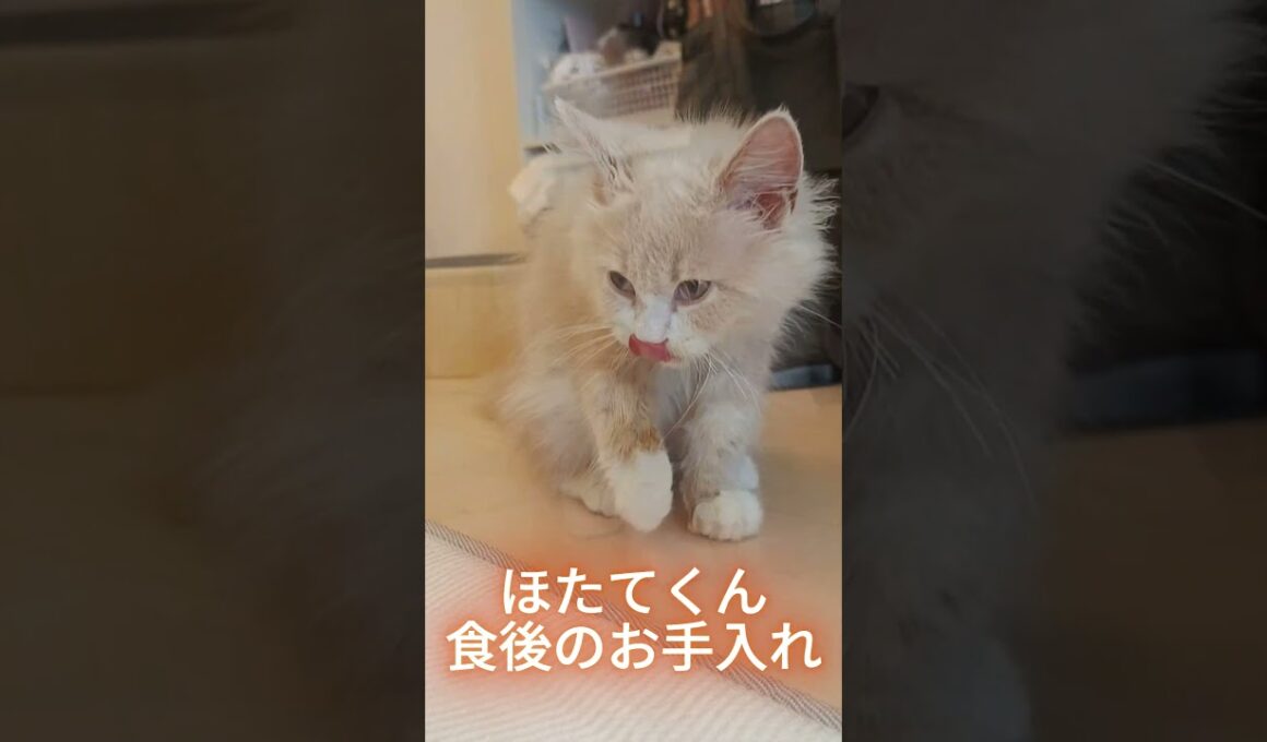 綺麗好きなほたてくん #ラガマフィン  #猫  #ねこのいる日常  #猫好きさんと繋がりたい