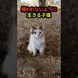 嫌われないように空気を読む子猫…その姿が切なすぎた #shorts