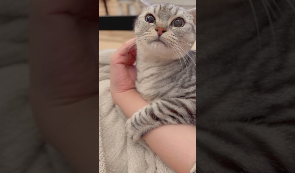 可愛すぎる猫たちと、猫好き飼主たちの日常www #cat #猫