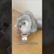 イマイチなおやつの時の猫 【サイベリアン】 #Shorts