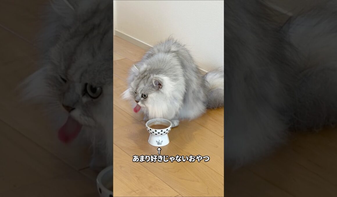 イマイチなおやつの時の猫 【サイベリアン】 #Shorts