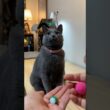 그래, 결심했어! #고양이 #cat