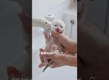 初めてのシャンプー🫧