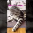 ブラッシング気持ちいいね #アメリカンショートヘア #アメショ #cat