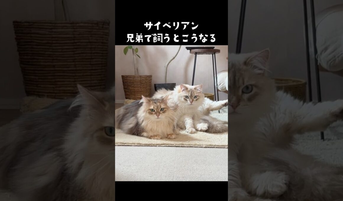 サイベリアン兄弟で飼うとこうなる