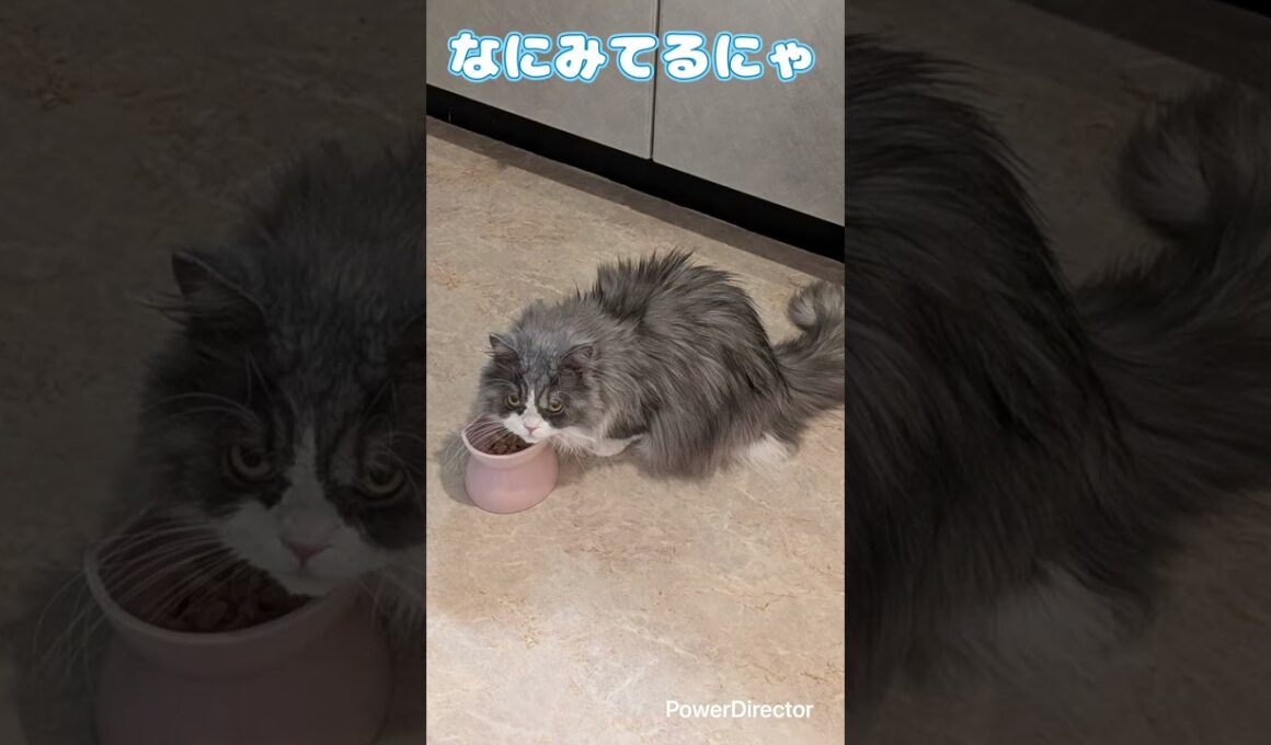 マンチカンのずんだくん　今回もげきおこでシャーシャーです