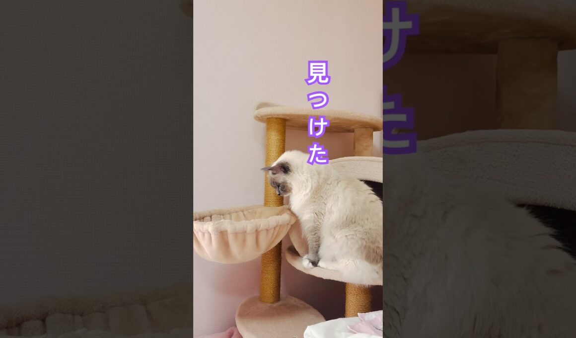 【anela】毎年恒例の猫さん行事が始まりました#猫 #shorts