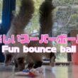バーマン猫ラフとウリ【楽しいスーパーボール】Fun bounce ball（バーマン猫）Birman/Cat