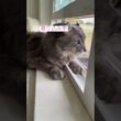 張り込み #アメリカンカール #ねこ動画 #ねこ